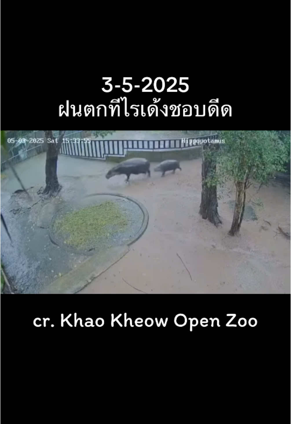 ฝนตก แม่ลูกดีด #เทรนด์วันนี้ #หมูเด้ง #moodeng #moddenghippo #หมูเด้งฮิปโป #สวนสัตว์tiktok @สวนสัตว์เปิดเขาเขียว #zoodio 