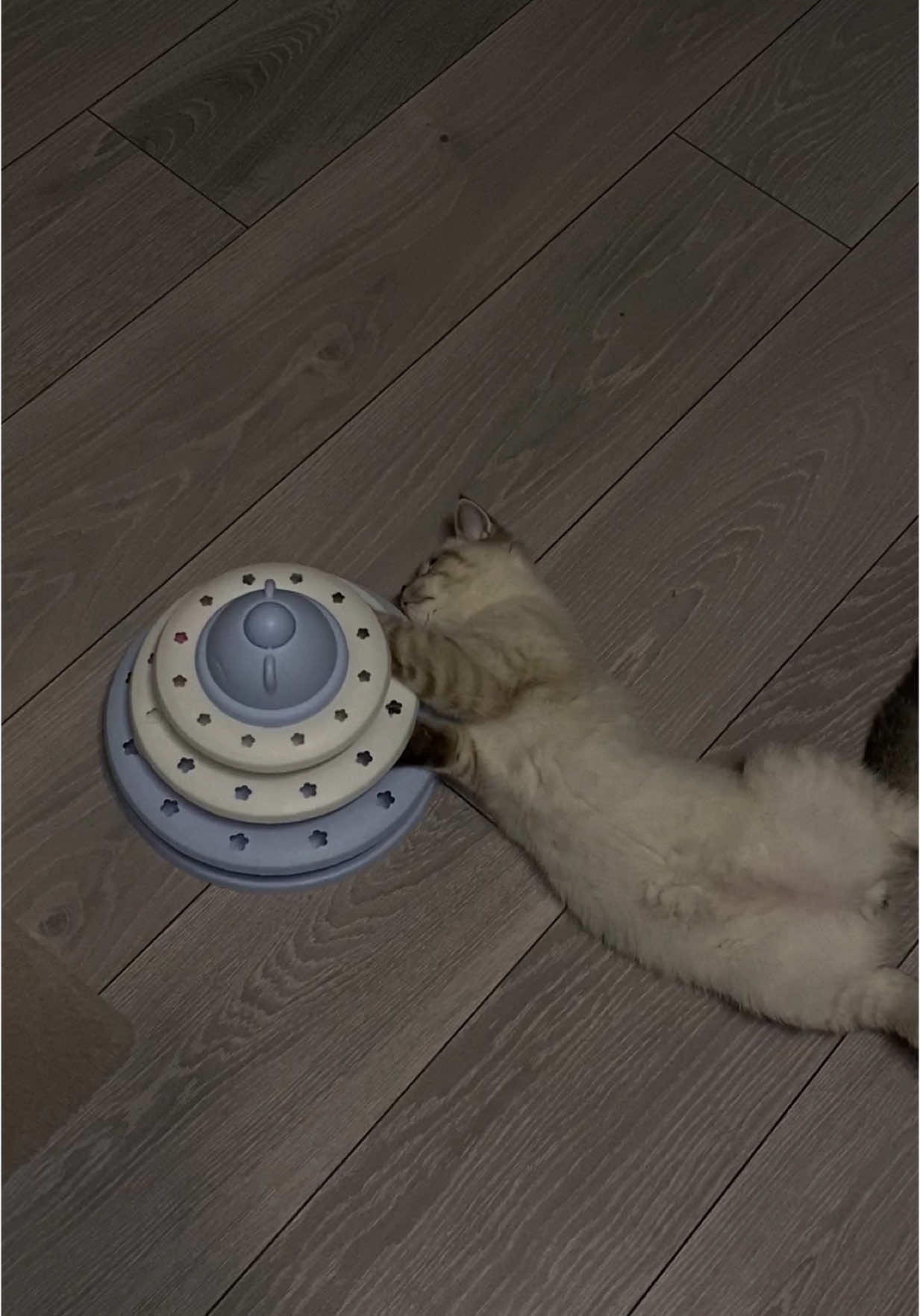 😸😸😸  #catsoftiktok #cat #кіт #котики #смішнийкіт #кіттіктокер 