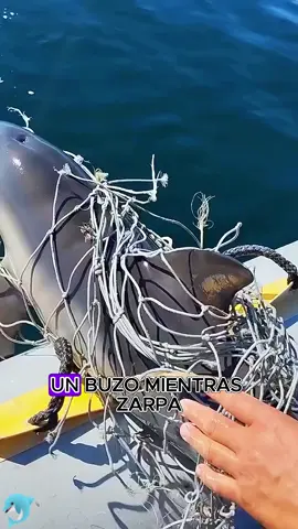 Save the dolphins #animals #Foryou #Friendship #Us#dolphins