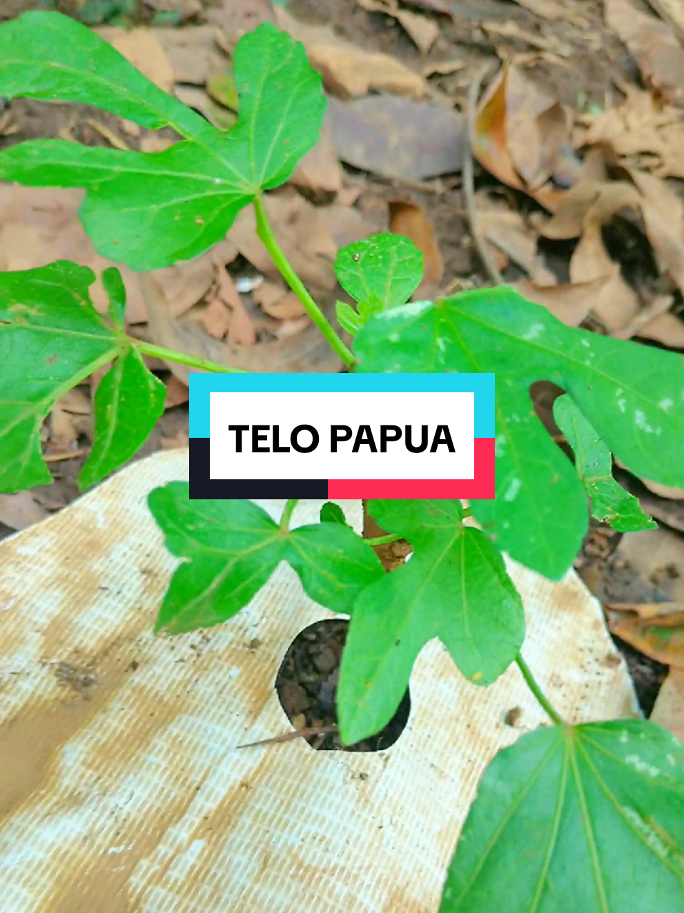 singkong Papua atau telo papua untuk nanti di jadikan pakan ternak. #peternaksapiindonesia #peternakmuda #peternakan #peternak #telopapua #singkongpapua #bibitsingkong 