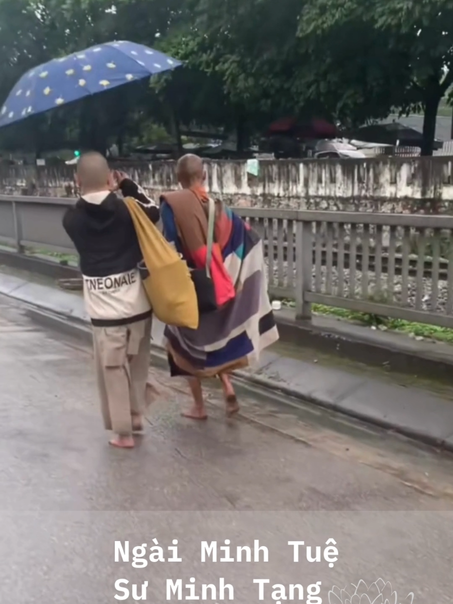 Khoảnh khắc Ngài Minh Tuệ và Sư Minh Tạng bộ hành ngày mưa  #NgaiMinhTue 