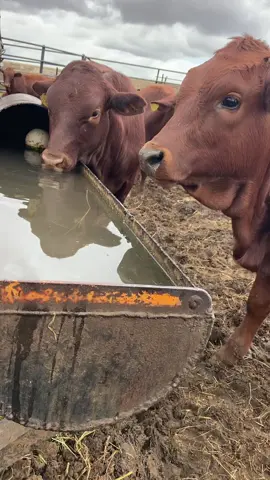 Saturday shenanigans! #farmfun #cattle #heifer #worms #bales #weaning #teff #cattlepens #frog #molasse 