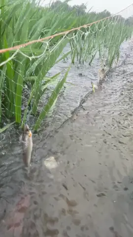 Net fishing on the rice fields on rainy day 😁#fyp#fishing#ruralfishing #handfishing #netfishing  #fyp#fishtrapping #fishhunting#life#fishingvideo#Vlog#Indiafishing#bigfish#unique_fishing #fish_hunting🐟🐟🐟 #fishingvideos 