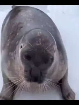 Warning: ugly seal 💔 #seal #yaoi #yaoi #yaoi #yaoi #yaoi #yaoi #yaoi #yaoi #yaoi #yaoi 