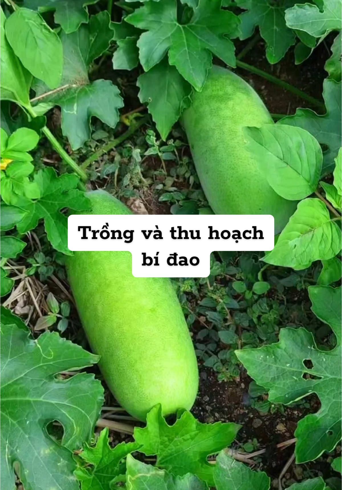 Trồng bí đao nhưng không tốn công làm giàn cho trái mập ú nu #raucuqua #hatgiongtot #seeds #vegetables #hatgionggnn #CapCut 