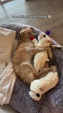 Side eye game strong even after all these years #sideeye #puppies #goldenretriever #goldenretrieverpuppy 