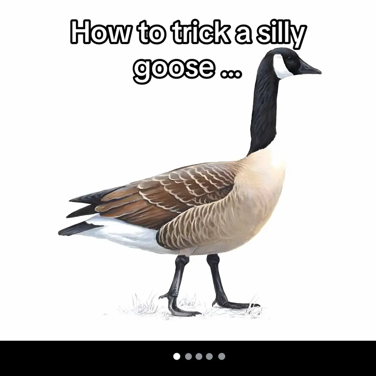 #sillygoose #fyp #tik_tok #goose #silly 