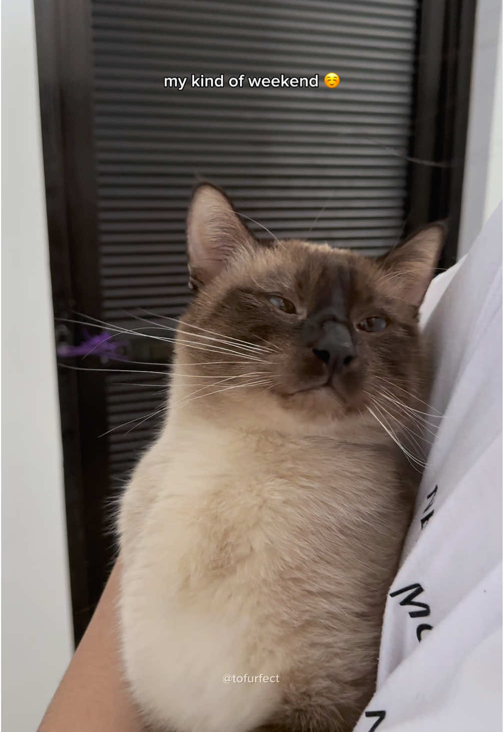 cat cuddles > plans 😌 #catoftiktok #siamese #cute 