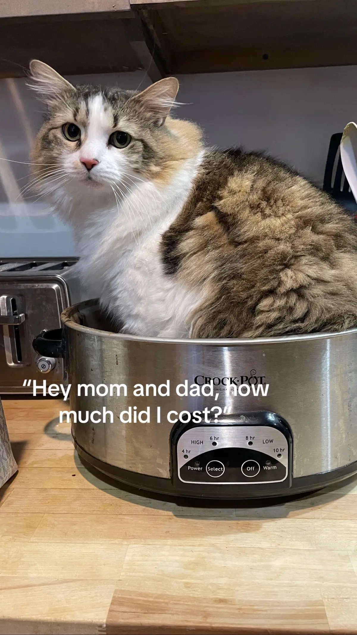 #catparents #fy 
