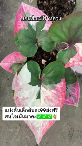 แบ่งต้นบอนสีแม่่ฟ้าหลวง  สนใจเม้นมาคะมีไม่เยอะ#เเม่ค้าฟ้า #ลูกชาวนาทำบอนสีควบคู่ไปด้วย🌾 #คนขายบอนสี #บอนสีฟ้าบางไทร🏠 #บอนสีน้ามฟ้านานา #สตอรี่ความรู้สึก #caladuim #caladuimthailand #บอนสีสวยๆโลกสวยด้วยบอนสี😁😋😍 #บอนสี #บอนสีราชินีใบไม้🍃🍀 #แม่ค้าาน้ามฟ้านานา 