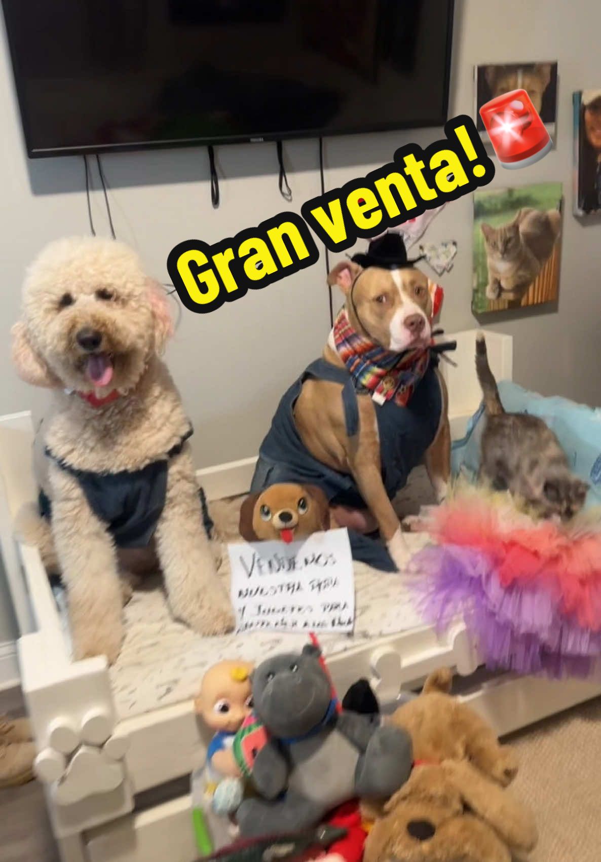Gran venta de chácharas para la manutención de los michis🐈🐈‍⬛🐾🚨 (es puro contenido)#usa_tiktok🇺🇸 #entretenimiento #changoytita #CapCut #parati #videos #hermanos 