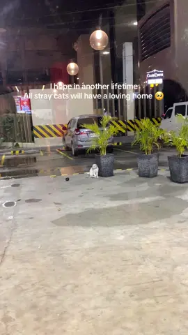 Hoping for a kinder world for them– ❤️‍🩹 Sorry baby I couldn’t take you, All I can do is to give you food for that night 😭  Life is so unfair 🥺 #catsoftiktok #catslovers #straycats #catslove 