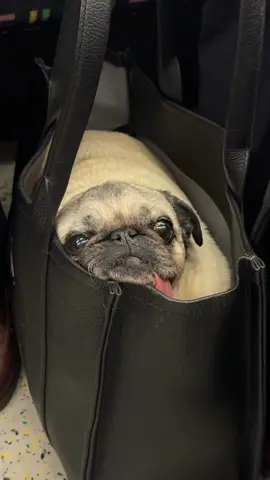 Commuter? I barely know her! 💅🏼 #puglifestyle #puglife #DogsofTikTok #pugdog #pugsoftiktok #tongueout #cutestdogsoftiktok #funnydogvideos #funnydogs #cutestdog #viraldog #thetotebag 
