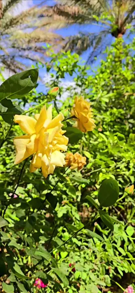 حمدة الله وشكرته سمير صبيح#العراق_بغداد #العراق #بغداد #بساتين_ديالى🍊🍊 