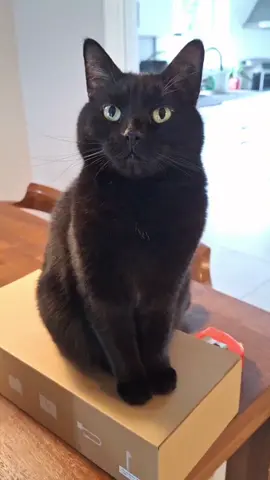 POV: You have a black cat 🐈‍⬛ #blackcat #catlover #catowner #funnycatvideo 