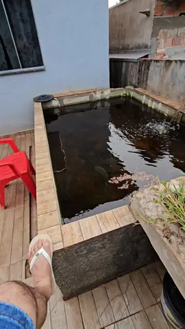 #pescando no laguinho