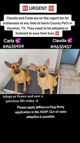 📣📣 URGENT 📣📣 Claudia and Carla are on the urgent list for euthanasia ☠️ at any time ⏰️at harris County Pet's in Houston, TX. They need to be adopted or fostered to save their lives 🆘️  Please consider fostering if you are unable to adopt its free and you would be saving a precious life 🙏💜❤️🙏❤️💜🙏💜❤️🙏 Name. Carla  ID #A635454 Name. Claudia  ID #A635457 If you can foster or adopt either one or Both please fill out an application @Rescue Dog Army application in Bio ASAP. ‼️ OUT OF STATE ADOPTION IS POSSIBLE.  Please message me if you have any questions.  Adopt or Foster and save a precious life today ✨️  📍Address  Harris County Pet's shelter  612 Canino Rd in Houston TX  #adopt #rescue #foster #resuedogarmy #savealife #harriscountypets #euthlist #FYP #urgentshelterd #dogsoftiktok #doggo #fosteringsaveslives #houston #texas #help #urgent #hero 