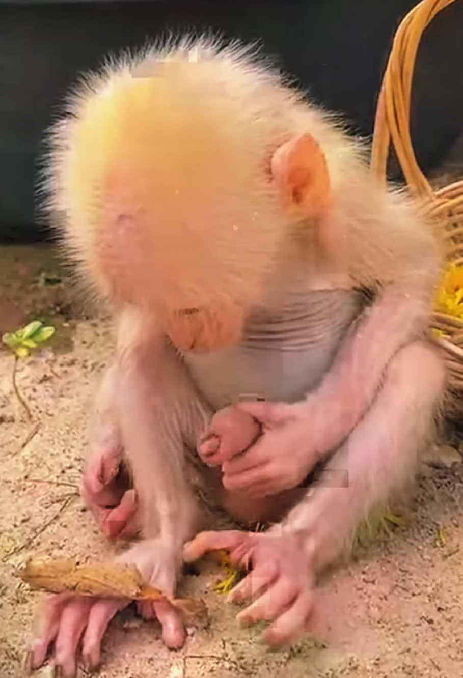 The funny baby monkey #monkey #monkeydluffy #monkeysoftiktok #monkeys #babymonkey #babyanimals #cutemonkey #cute #animals #poor #rescue #adorable #pet #viral #fyp 