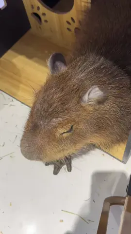 #capybara #funnytiktok #healingtiktok #kidstiktok 