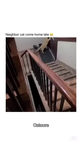Part 79 | Orange cat behavior! Funny cat videos #funnycats #funnyanimals #funnypets #creatorsearchinsights 