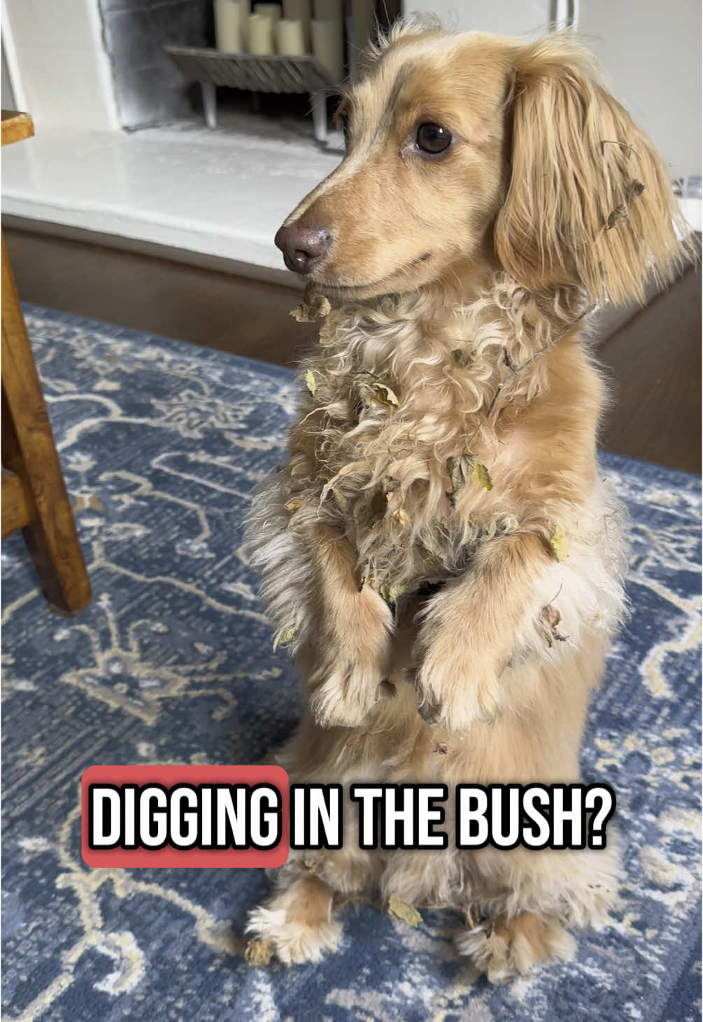 Definitely not running through bushes #innocent #dachshund #dogsoftiktok #diggingdog #minidachshund #sanfrancisco 