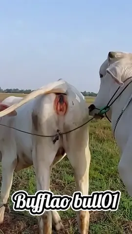 OMG Horse and Cow Breeding wow #horselove #cowlove #horseandcowbreeding #cowbreeding #breedinghorsecow #cow #horselife #horselove #breeding #meeting #tiktok