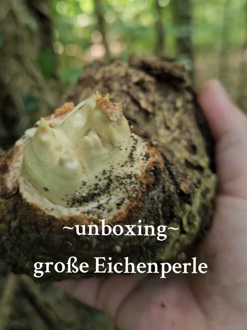 Wir packen zusammen eine große Eichenperle aus 🤩 #treepearls #baumperlen #forest #tree #wald #oak  #nature #forall #fürdich #kraftdernatur #fory  #maserknolle #unikat  #handmadecraft #waldliebe 
