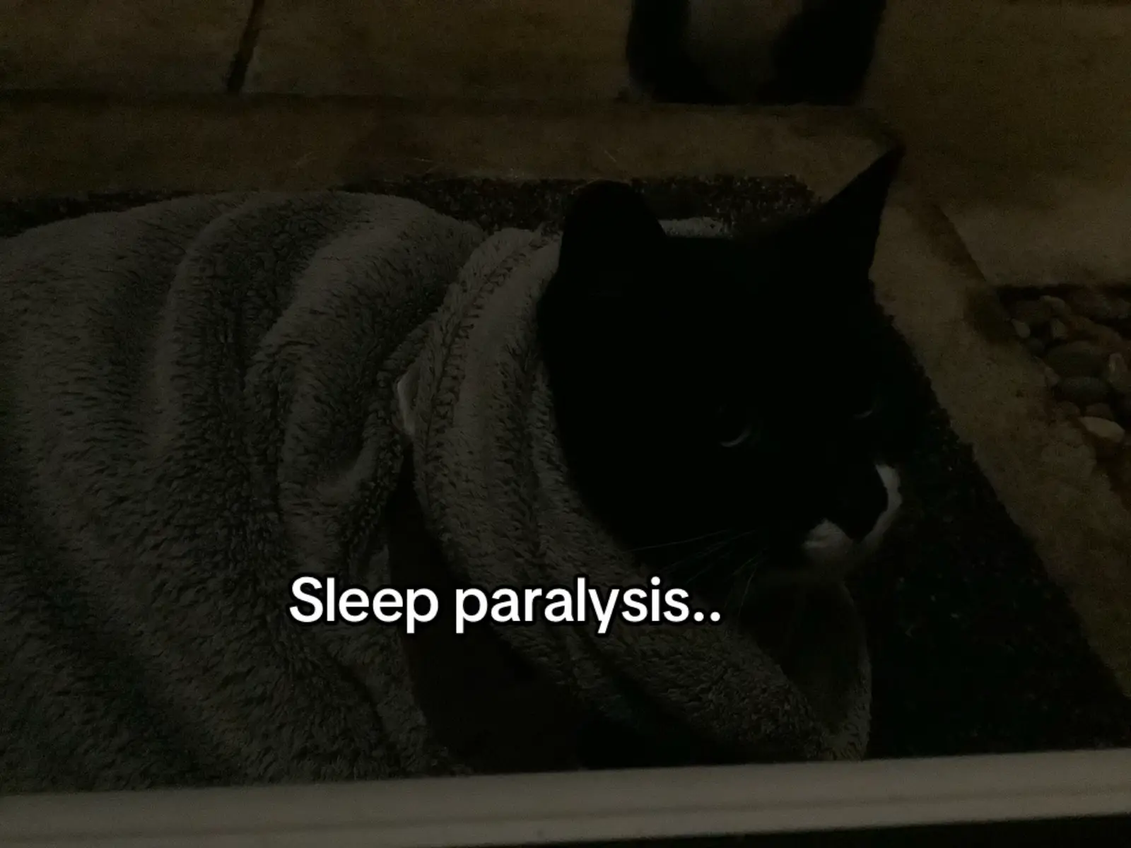 you were such an amazing and wonderful cat tips,i miss you a lot , 2022-2023🕊️💔#fyp #cat #🕊️ #greif 