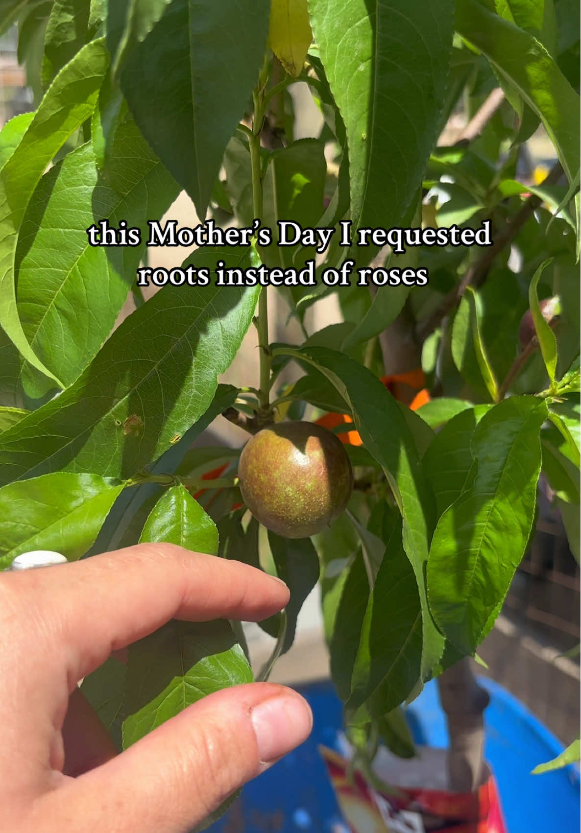 I wanted something that would grow alongside my family 🩷  #fyp #girlmom #mothersdaygift #homestead #gardeningtok #momsclub 