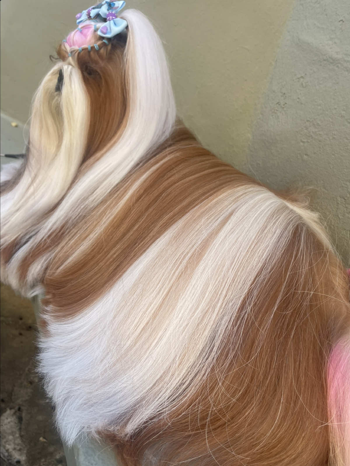 Quando o brilho do pelo é tão intenso que até o sol sente inveja…  Modo deslumbrante ativado! . . . . #Z#ZoeAbdelsShingR#RuivaPoderosaD#DogGlamP#PetStyleS#ShihTzuQueenC#CachorroFashionD#DogReelsP#PetInfluencerB#BrilhoNoPelo #cachorroestiloso 