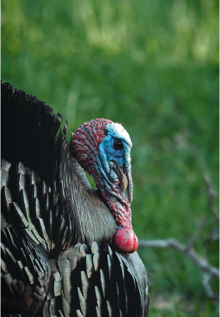 Close enough to see em blink  #turkeyhunting #turkeyseason #spring #turkey #gobbler #longbeard #birds #nwtf 