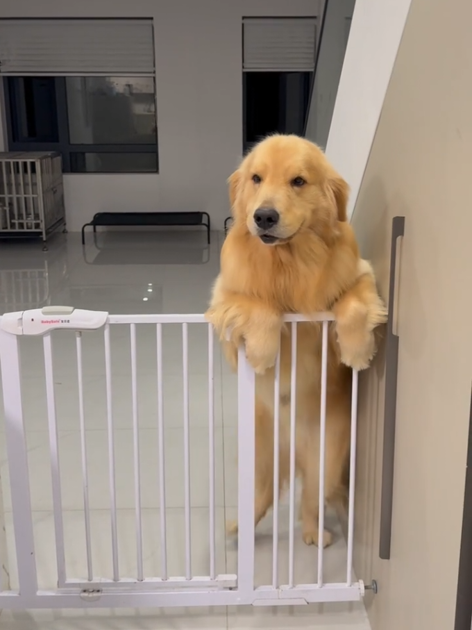 Golden Retriever dancer #fyp #viral #foryou #pets #goldenretriever #dogsoftiktok #dog 