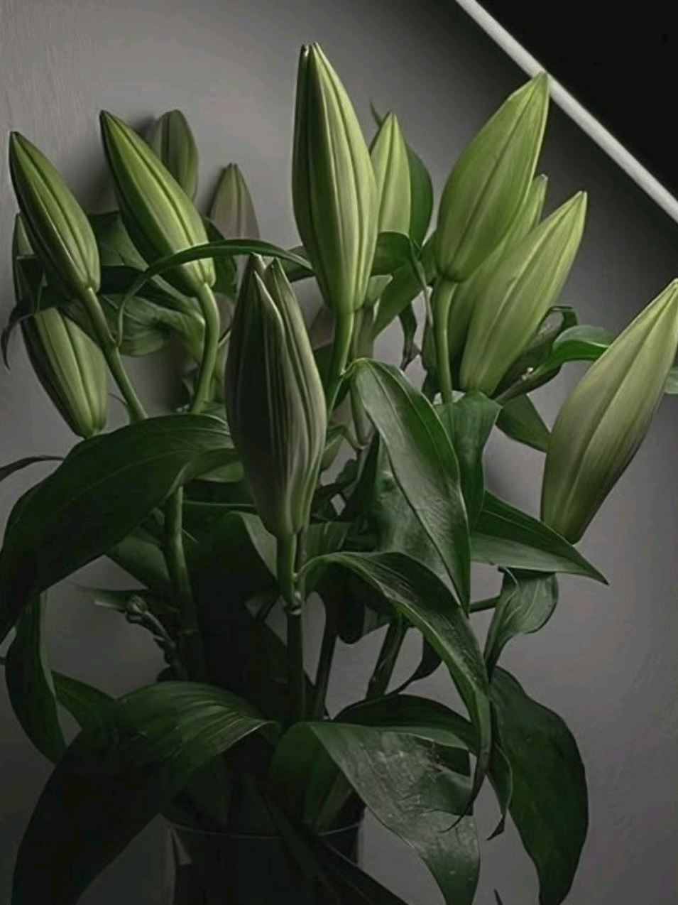 Eu acho verde uma cor tão linda 💚😍☘️  #verde #favoritecolor #green💚 #aesthetic #colors #lyricsvideo #verdeescuro 