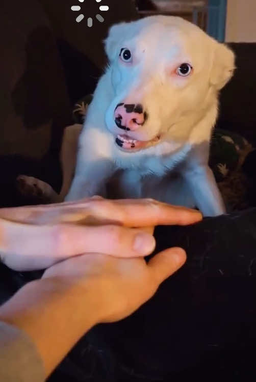 Loading Silly Dog😂🐕#dogsoftiktok #cute #dog #funny #TikTok 