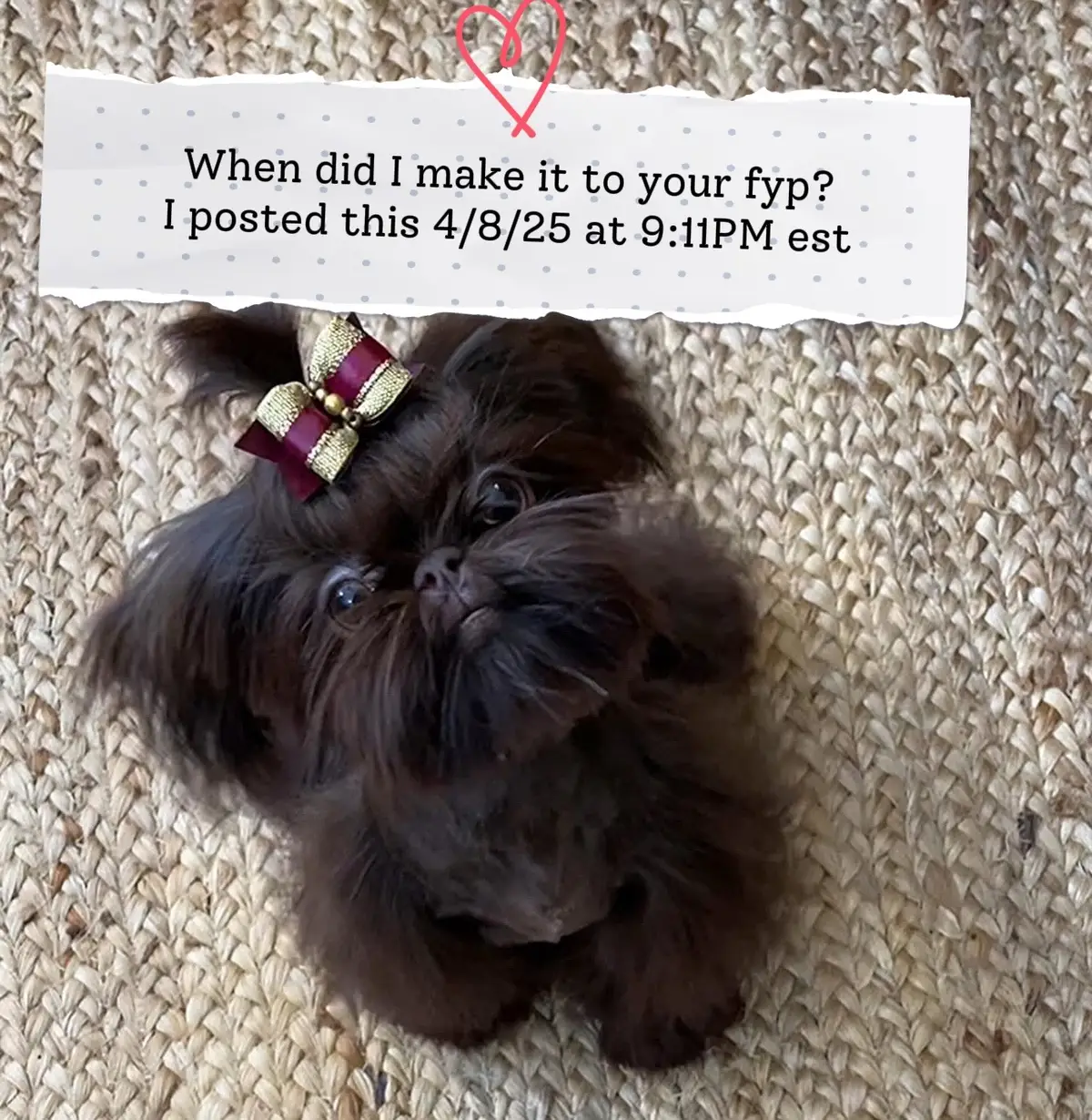 When did I make it to your fyp? #fyp #foryoupage #puppy 