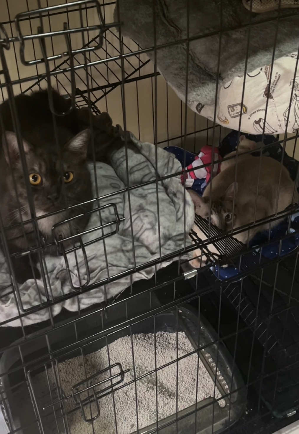grabe yung price niya compared sa mall 😩❤️ #catcage #cat #catslovers #catsessentials 