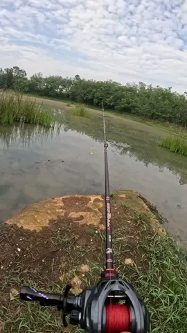 หวานเจี๊ยบ#fishing #fyp #shimanofishing ##shimanodc 