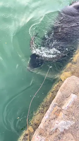 How Long Can Water Buffaloes Dive? 🐃   #Diving #Buffalo #Nature #Animals 