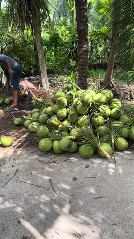 Em Bích Liên vô vườn thu mua dừa Xiêm Xanh. Anh chị em nào có vườn dừa xiêm muốn bán thì cứ liên hệ em 0909346353 hoặc anh Điền 0357122262.