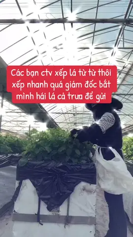 Bạn nào muốn lấy là về nhà làm để lại tên tỉnh mình check cho #xeplatiato #tokuteiginou #bodoijappan #dhsnhatban🇯🇵 #ttsnhatban 