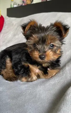 My little girl 💖🎀 #puppy #dog #dogsoftiktok  #fyp #yorkiesoftiktok #puppydog #yorkies #goodboy #pet #memories  #CapCut  