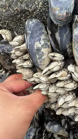 gooseneck barnacles