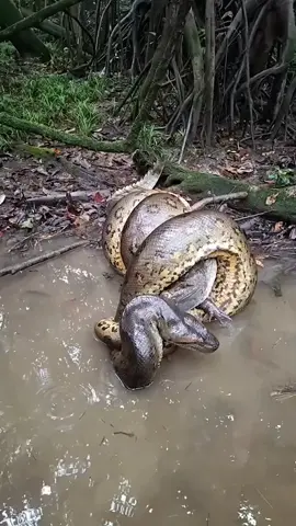 Anaconda eating crocodile  #viral #viral #ular #snake #reptile #herping #animal 