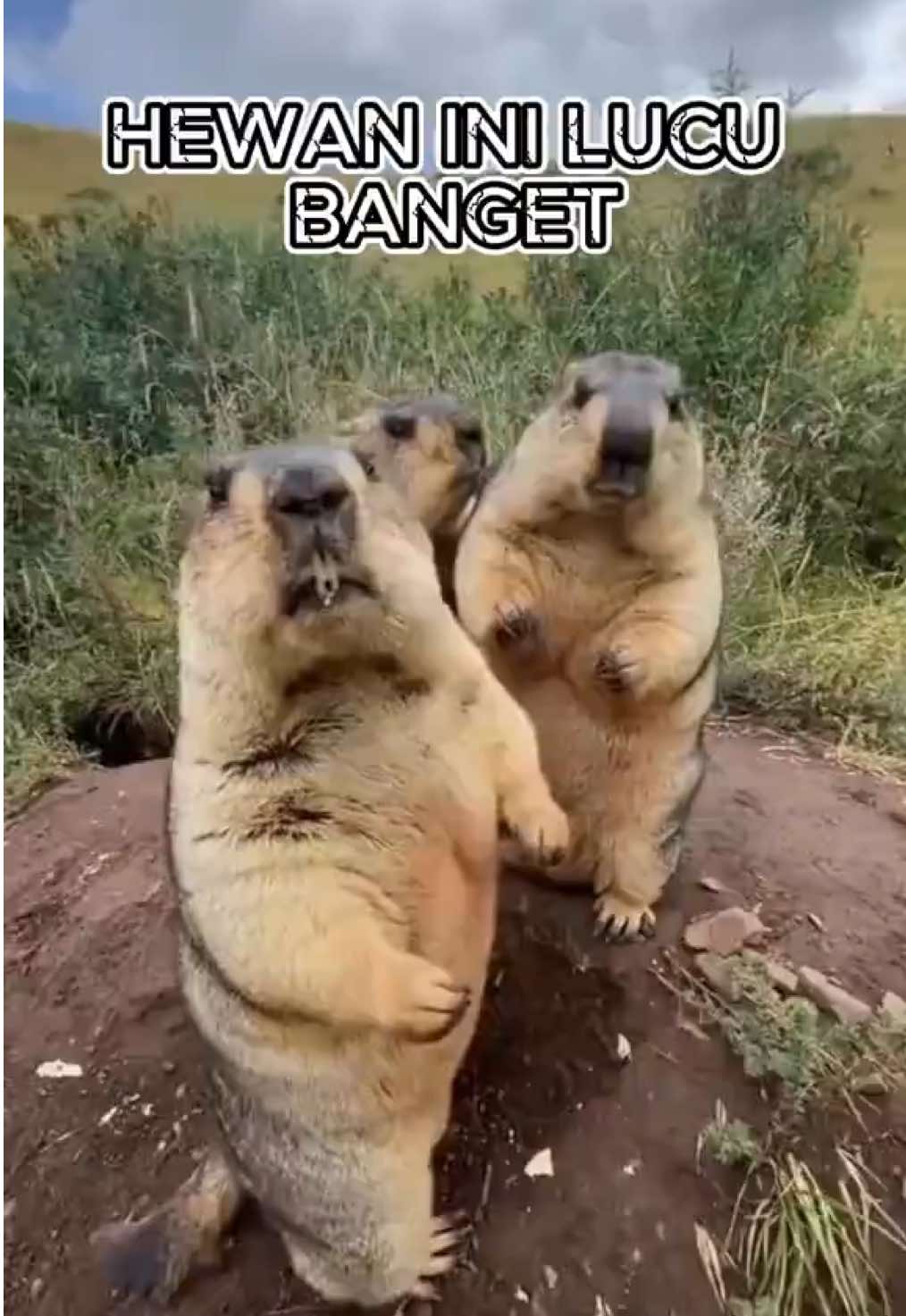 HEWAN INI LUCU BANGET #fypppppppppppppp #hewanlucu #animal #reaction #zoo