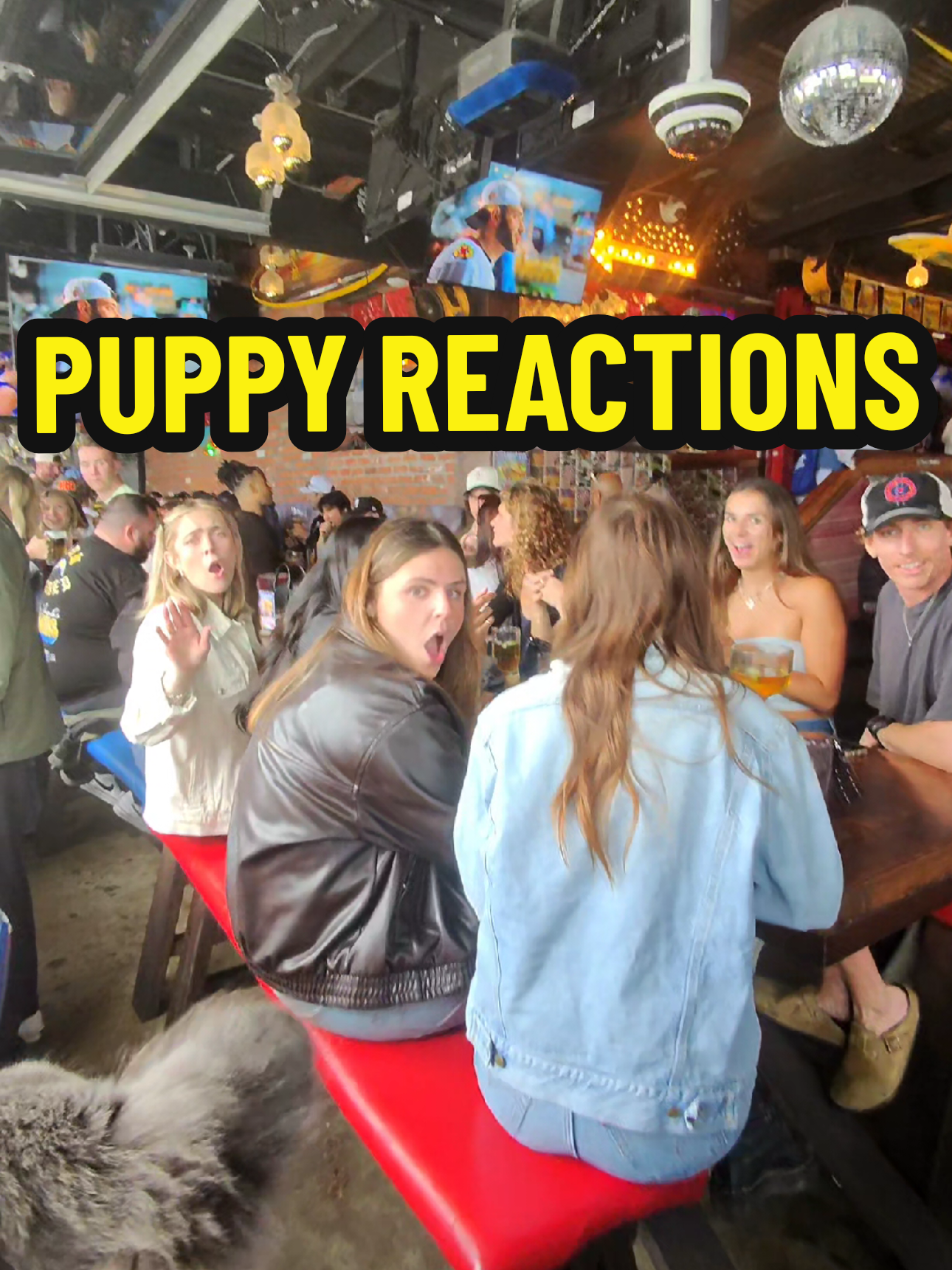 Why Everyone Loves French Bulldogs! Join me as I stroll through the bars and capture the adorable reactions of girls meeting these fluffy French bulldogs! You’ll want one after watching this! #FrenchBulldog #CutePets #DogLovers #FluffyFriend #BarHopping #MustSee 