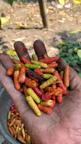Panen cabe puyang #bibitcabepuyang #cabepuyang #bibitcabe #cabepuyangjember #cabejamu #cabejawa #cabemadura #cabehibrida #cabelokal #cabe #petanicabe #petaniindonesia🇮🇩🇮🇩🇮🇩🌿🌿 #petanicabai #petanimilenial #pengikut #moots? #petanimuda #jangkauanluas #sorotan #fyp #lewatberanda #afiliatemarketing #terbacaalgoritmatiktok #abcxyz #xyzabc 