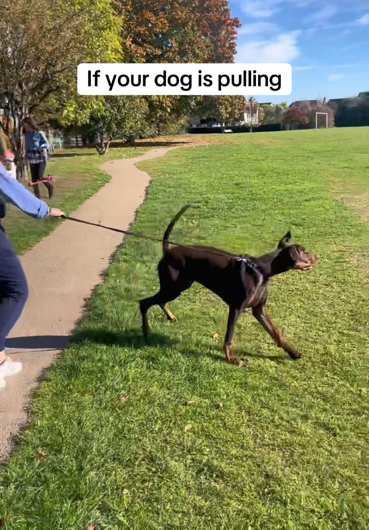 If your dog pulls then you need this dog leash #dogleash #dogwalk #dogsoftiktok #dog 