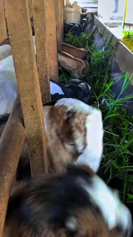 waktunya makan sore🌿🍃 #peternakmuda #pemudatidakkenalgengsi #peternakkambingmuda #storykambing #kambing #sobatngaret 
