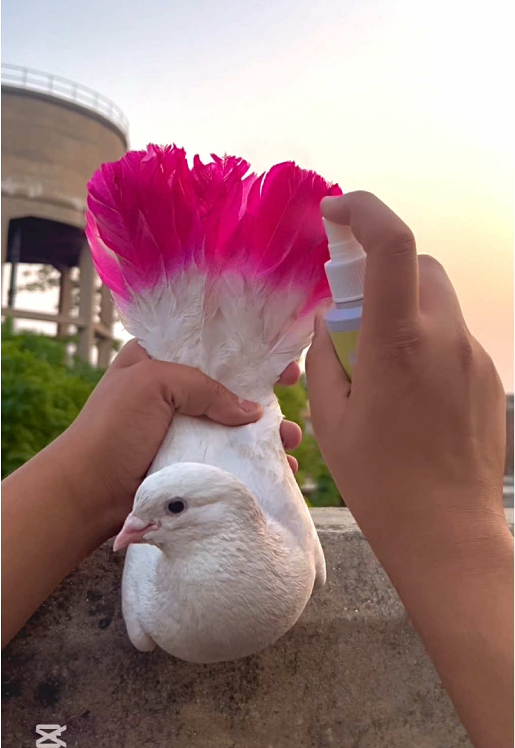 Pigeons Ko Colourful Bana Diya 😍🌈🕊️ Try It On Your Pigeons Also 😊 || #viral #petsforshoq #supportme #follow #like #trending #foryou #fyp #share #fyp #foryou #fyp #fyppppppppppppppppppppp 