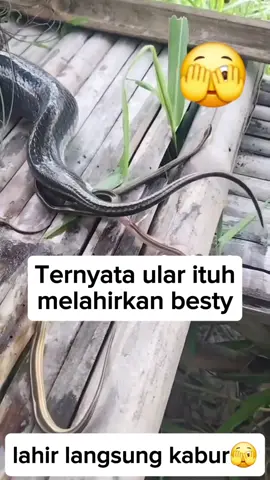 hanya ingin #omg #foto #video #reels #fyp #fypforyou #CapCut #CapCut #cobra #viral 